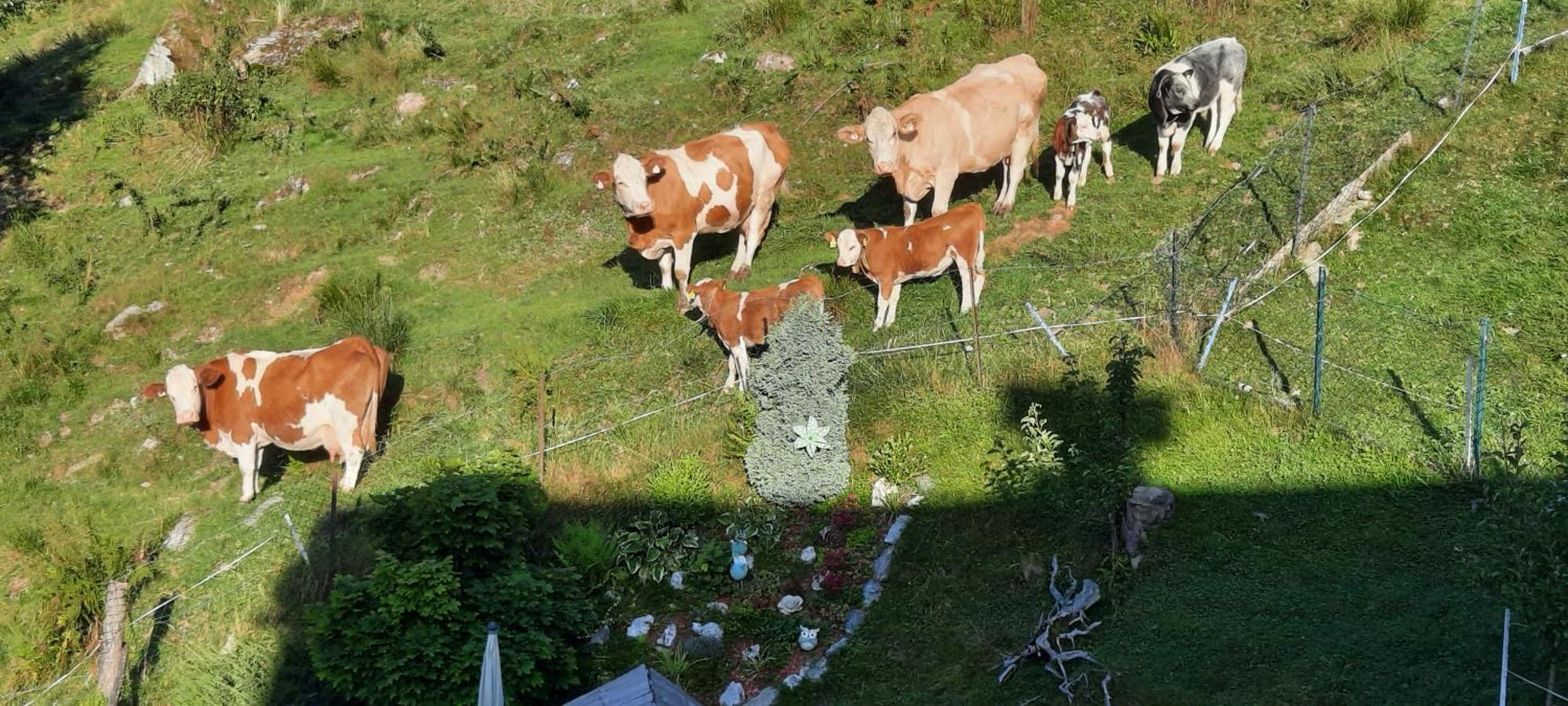 Ferienwohnungen Rieder Gerlos Zewnętrze zdjęcie